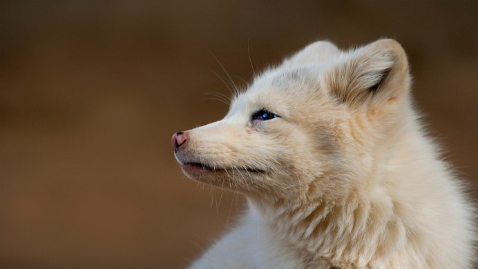 Песец альбинос