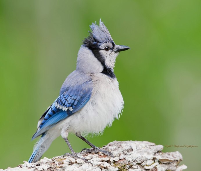 Голубая сиалия