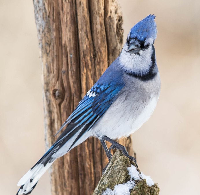 Сойка пересмешница птица