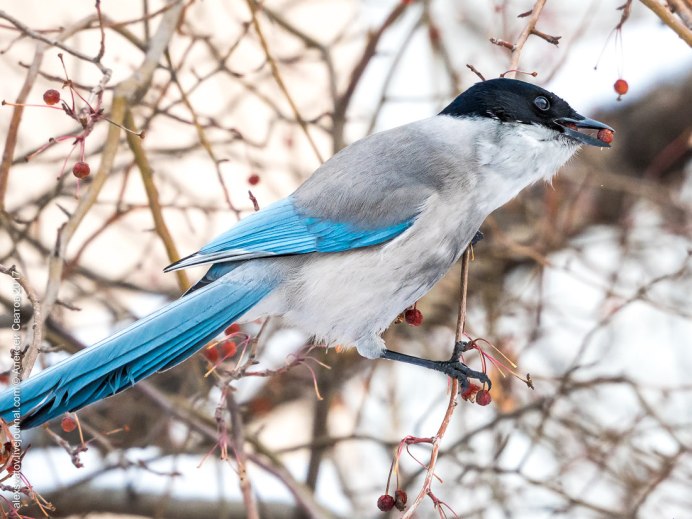 Голубая канарейка птица