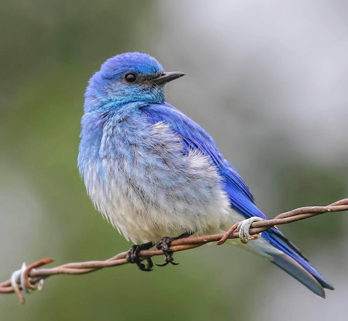 Голубая сиалия самец