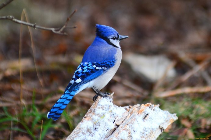 Сойка пересмешница птица