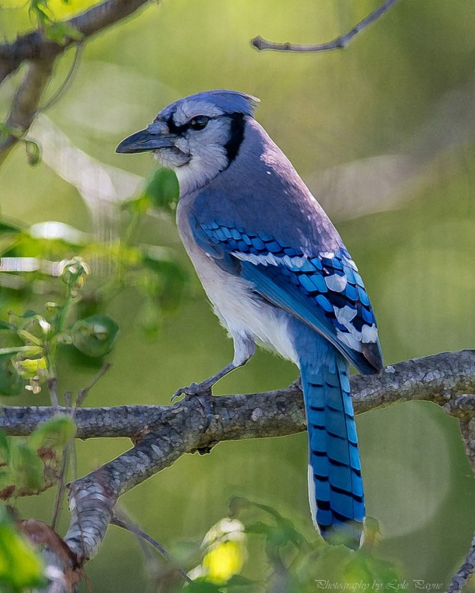 «Голубые сойки»