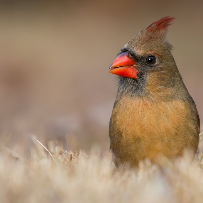 Синеголовый Удод
