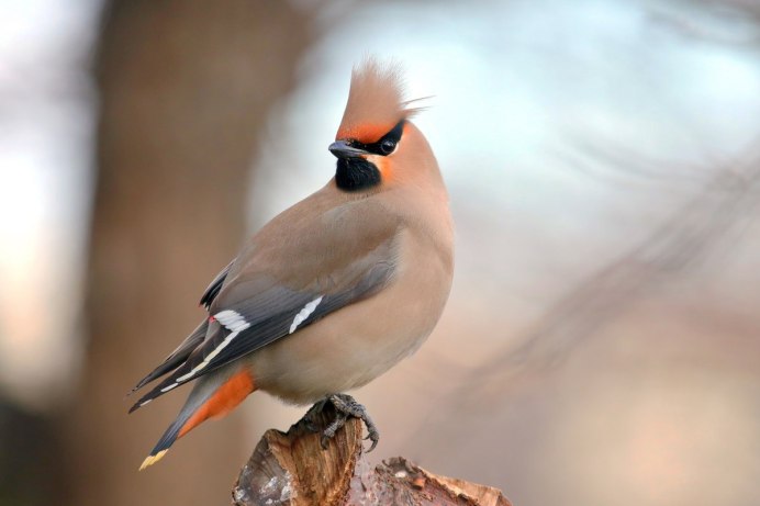 Свиристель обыкновенный