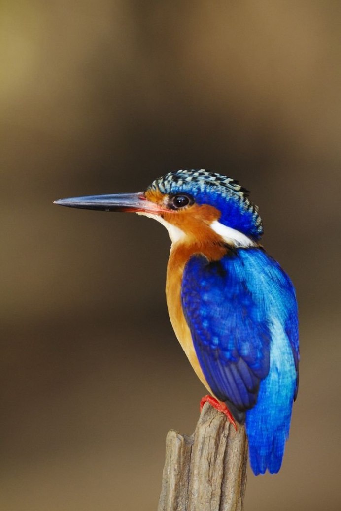 Lophotibis cristata