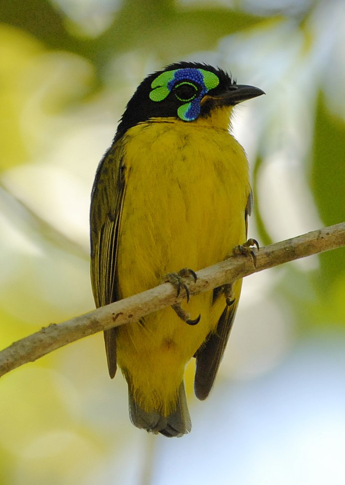 Lophotibis cristata