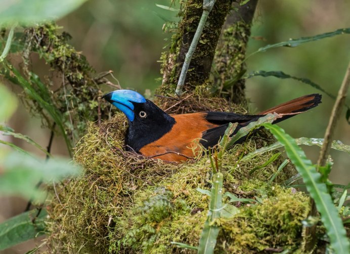 Philepitta schlegeli