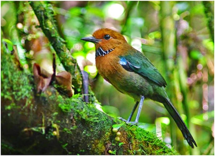 Atelornis crossleyi