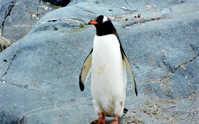 Животные севера Пингвин