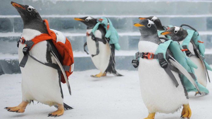 Пингвин спереди