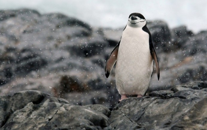 Толстые пингвины