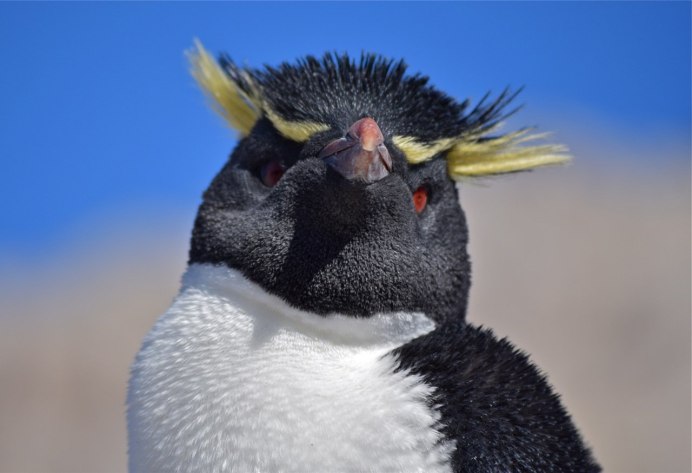 Пингвин с бровями