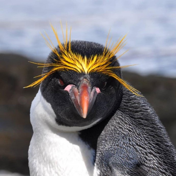 Рыжий Пингвин