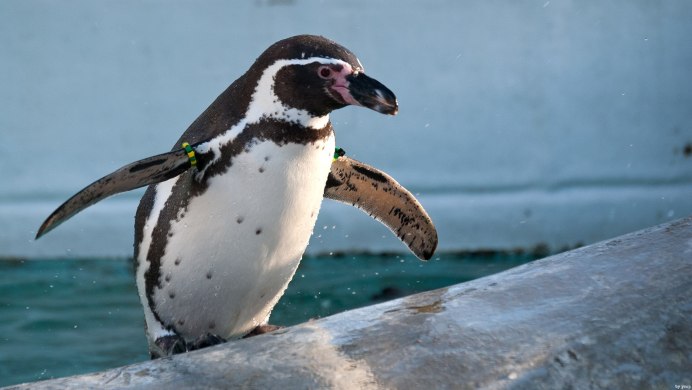 Лови волну Коди Мэверик