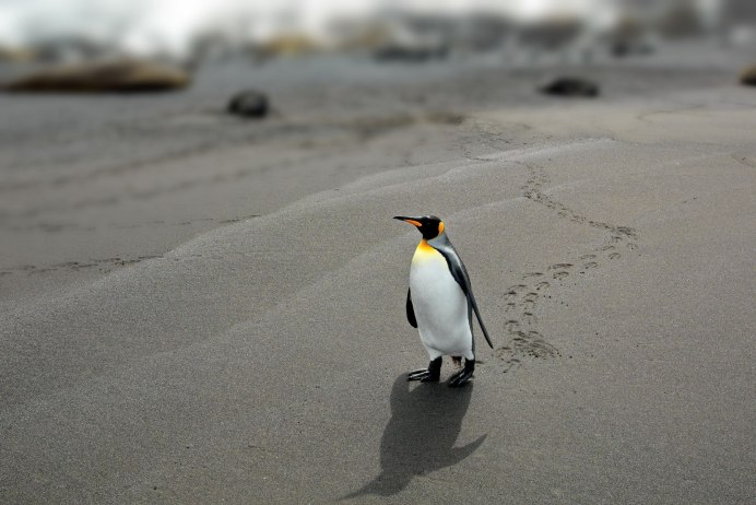 Забавный хохлатый Пингвинчик на льдинке