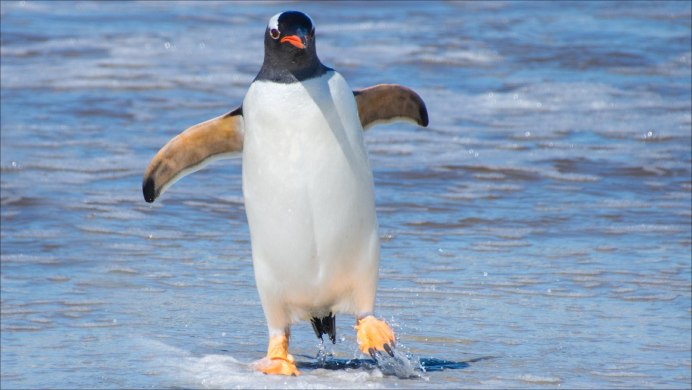 Пингвин в шляпе