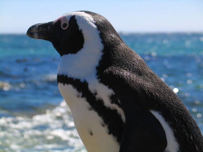 Клюв пингвина