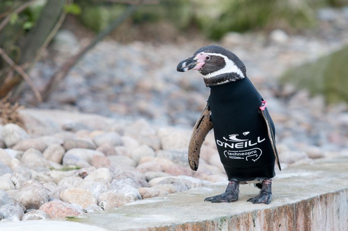 Пингвин с большим клювом