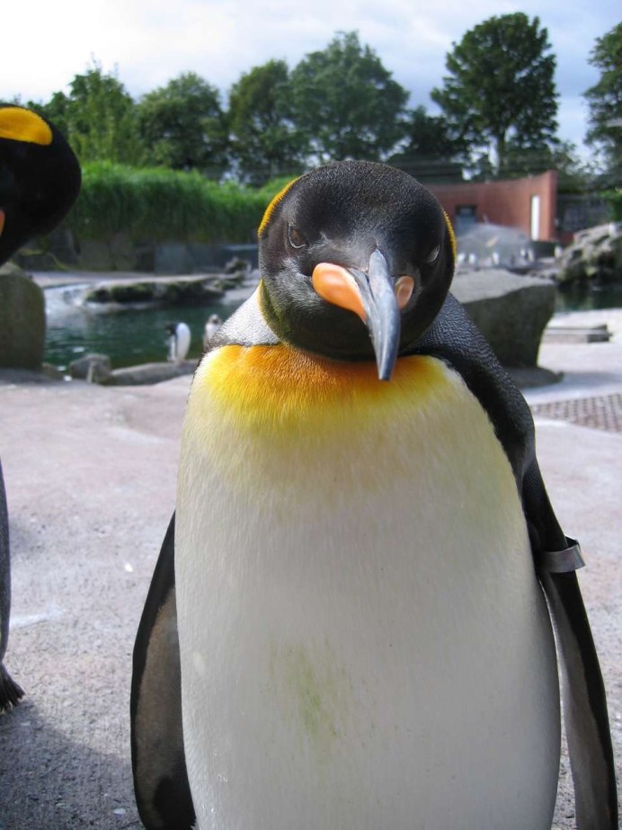 Пингвин бежит