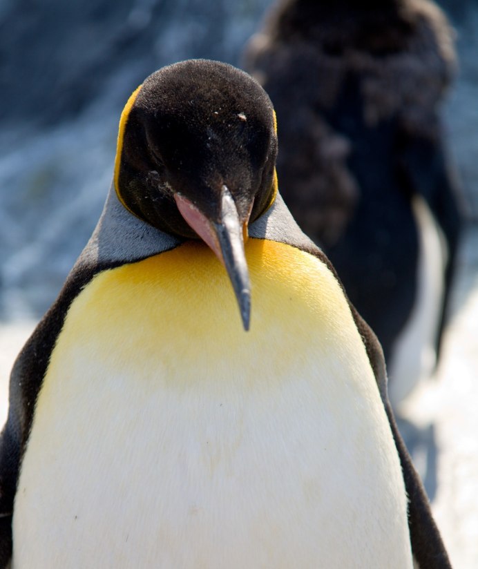 Пингвины на снегу