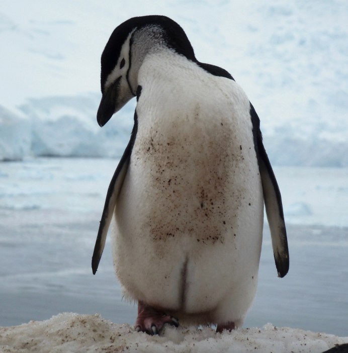 Очковый Пингвин ареал
