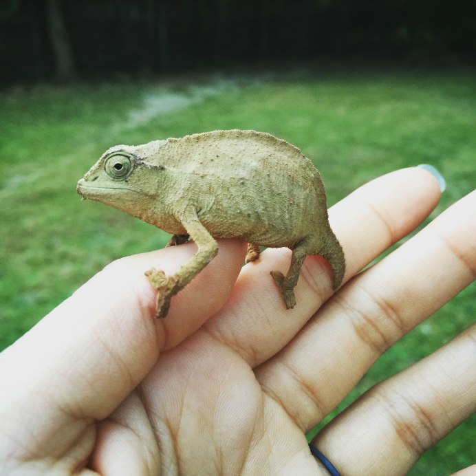 Rhampholeon brevicaudatus
