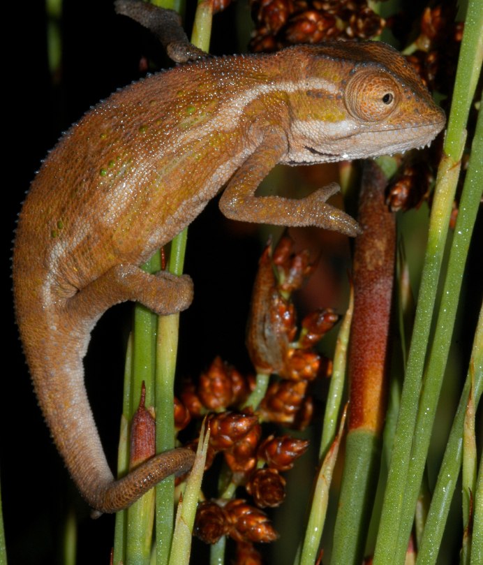 Горный карликовый хамелеон (Bradypodion pumilum loc. RSA)