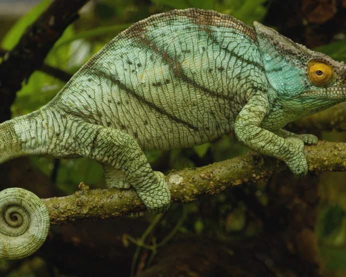 Rhampholeon brevicaudatus