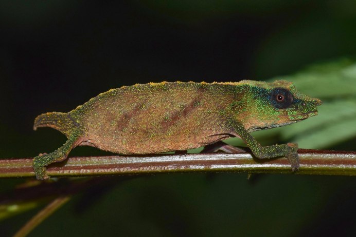Микро хамелеон Brookesia Micra