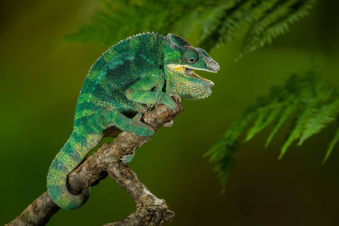 Bradypodion damaranum