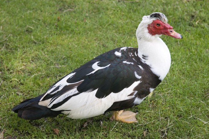 Cairina moschata