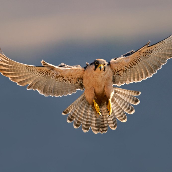 Тетеревятник (Accipiter gentilis)