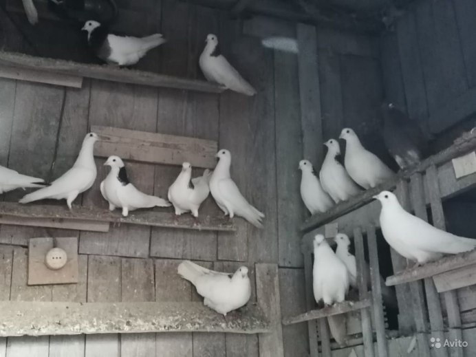 Ижевские высоколетные голуби