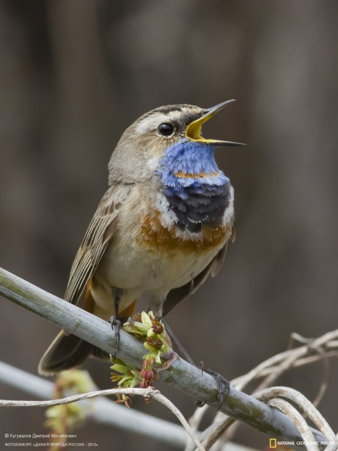 Luscinia svecica kobdensis - варакушка