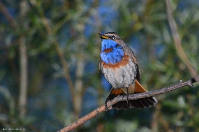 Вара́кушка (Luscinia svecica) самец и самка