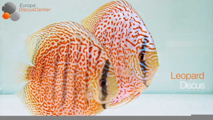 Red Turquoise Discus