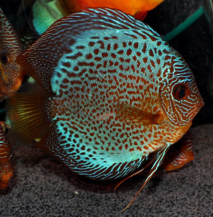 Discus ruderatus