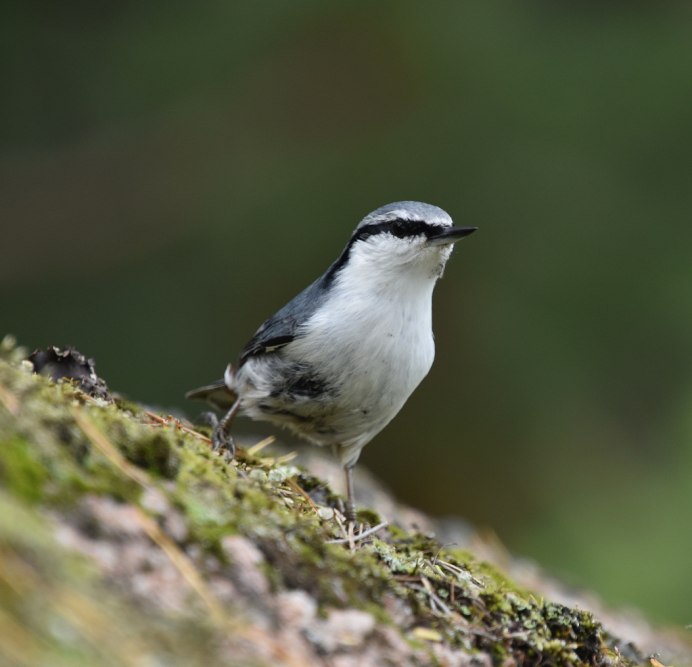 Motacilla Alba yarrellii