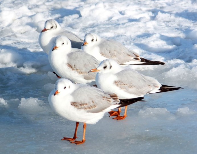 Полярная Чайка
