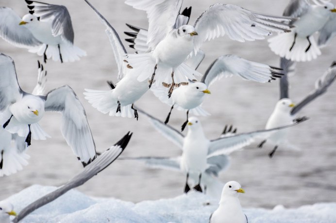 Полярная Чайка бургомистр