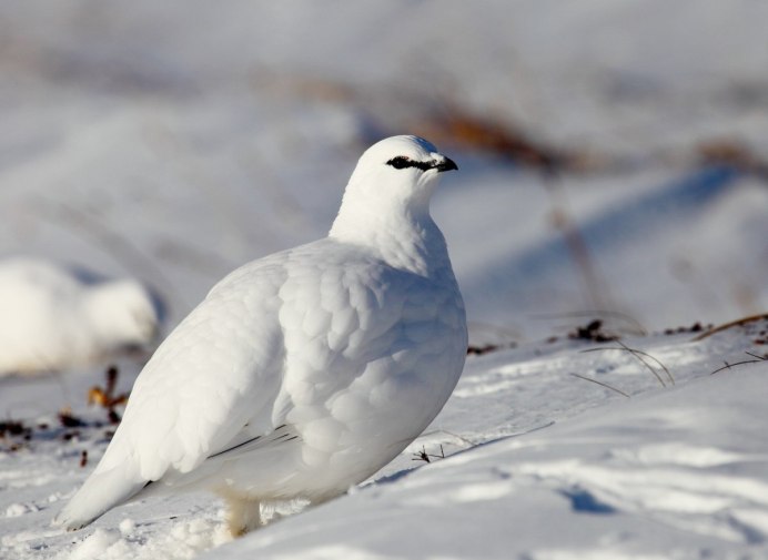 Полярная крачка птица