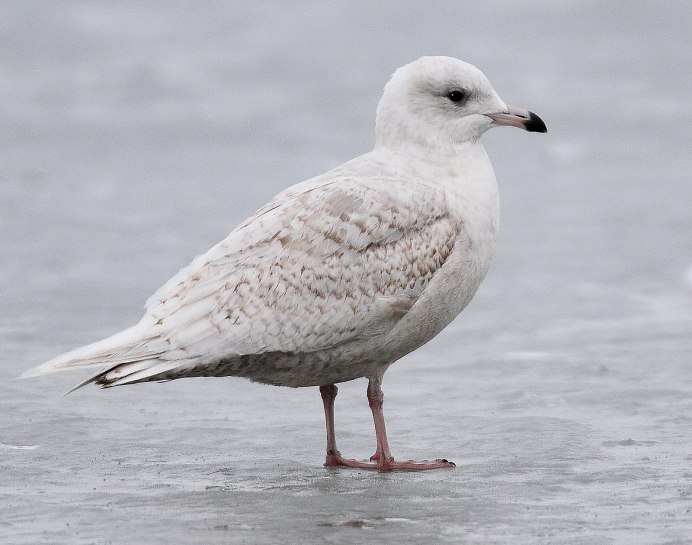 Полярная Чайка Larus Glaucoides