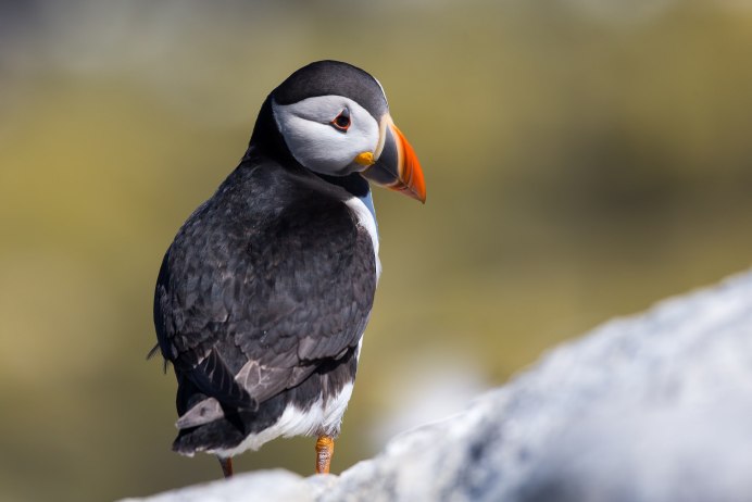 Атлантический тупик