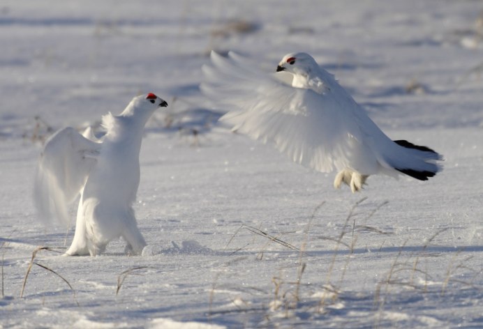 Полярная Сова в лесотундре