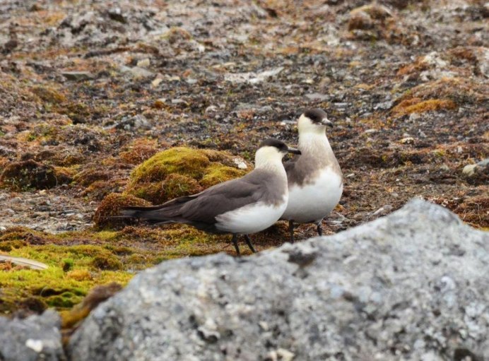 Птицы арктической пустыни