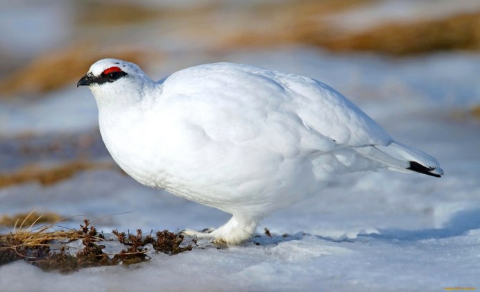 Северные птицы