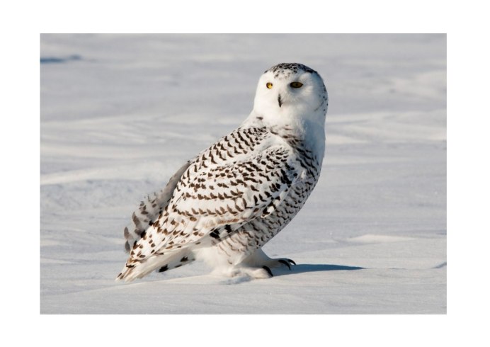 Чайка Таймыр