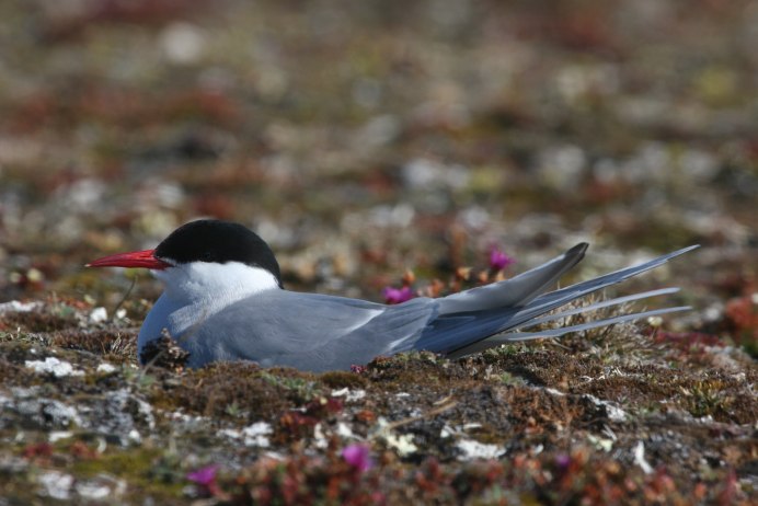 Arctic Tern