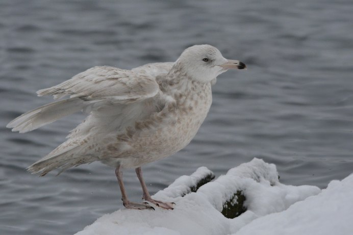 Полярная Сова в тундре